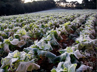 在寒冷的冬季农作物如何预防霜冻?