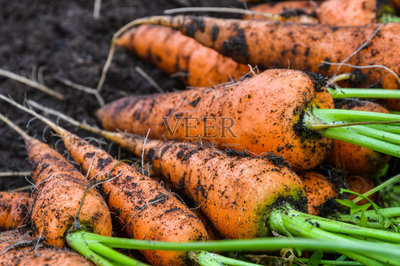 胡萝卜,农作物,清新,菜园,橙色