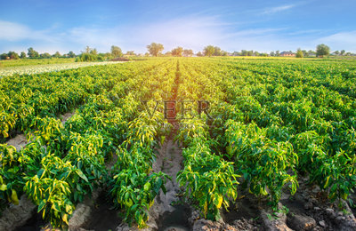 田间种植着胡椒种植园。蔬菜行。农业、农业。具有农业用地的景观。作物照片摄影